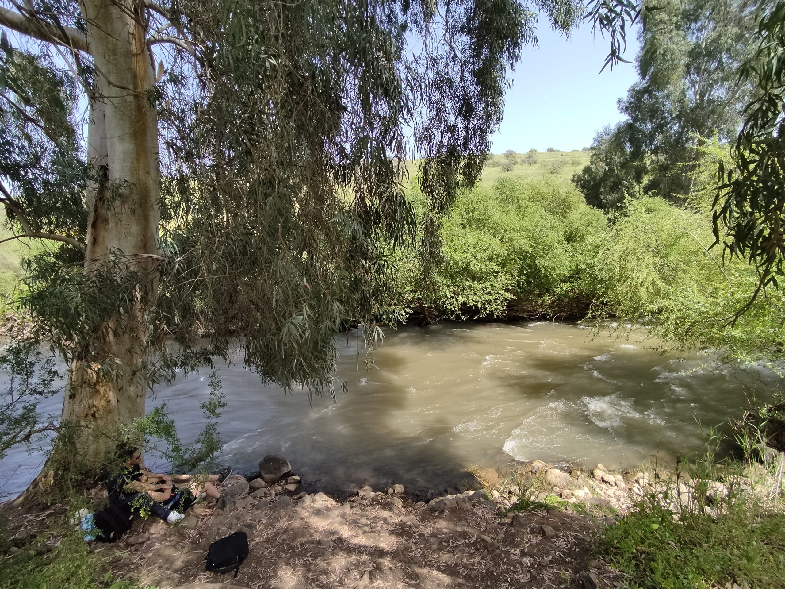 זרימת הנהר תחת עצי איקליפטוס