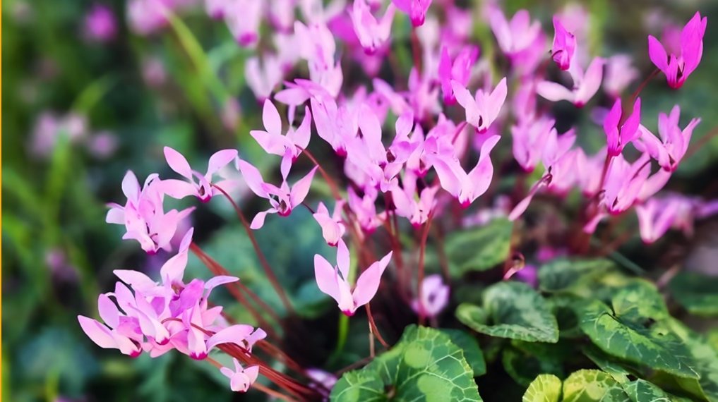 רקפות פורחות בצפיפות תחת החורש ביער המלאכים - חבל לכיש