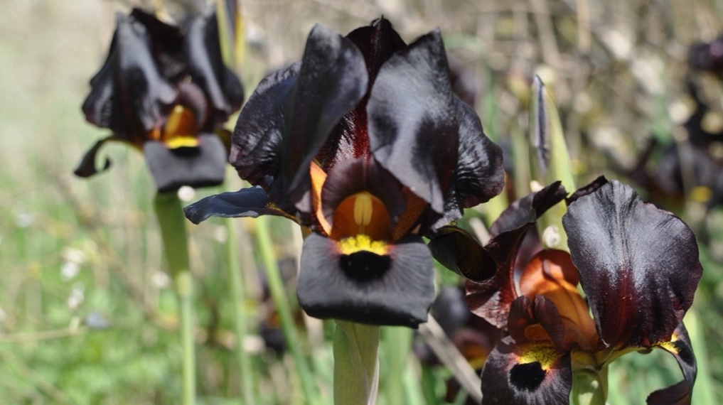 פריחה נדירה קרוב לבית (במישור החוף הדרומי) - פרחי איריס ארגמן בפריחה מרשימה בגבעת חומרה