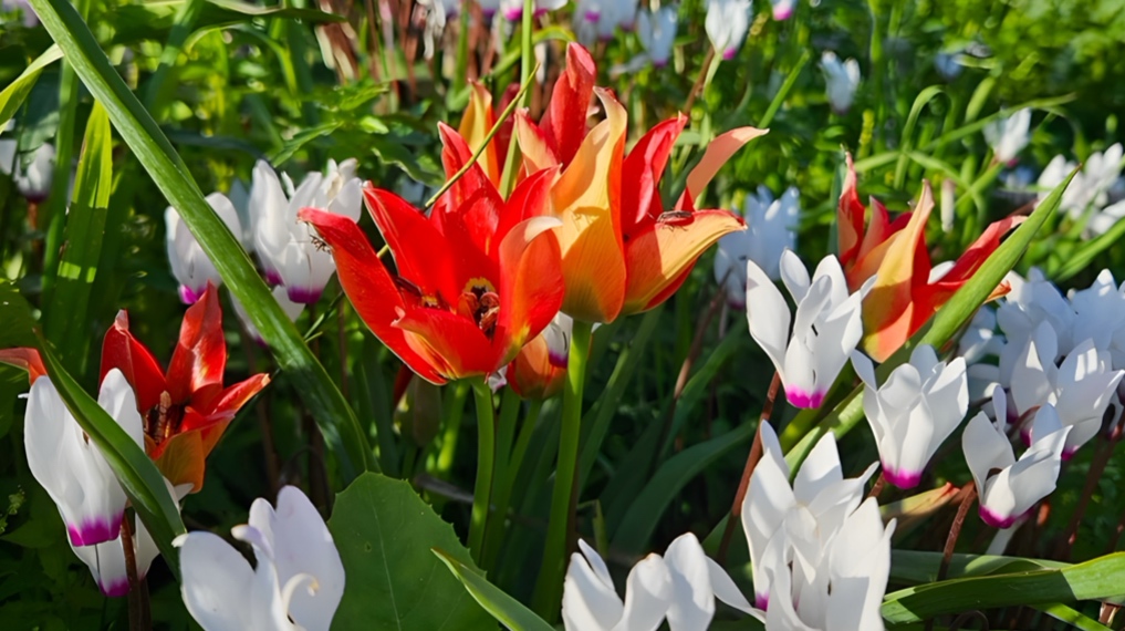 צבעונים ורקפות בפריחה יפה בגבעת הפריחה לצד בריכות הדגים של מעגן מיכאל - פריחה נדירה קרוב לבית (במישור חוף הכרמל)