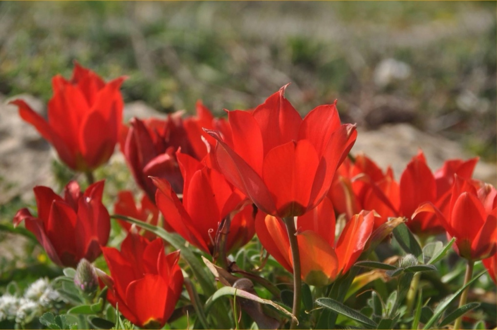 מקבץ צבעונים בגבעת הפריחה בשמורת חוף הבונים - פריחה נדירה קרוב לבית (במישור חוף הכרמל)