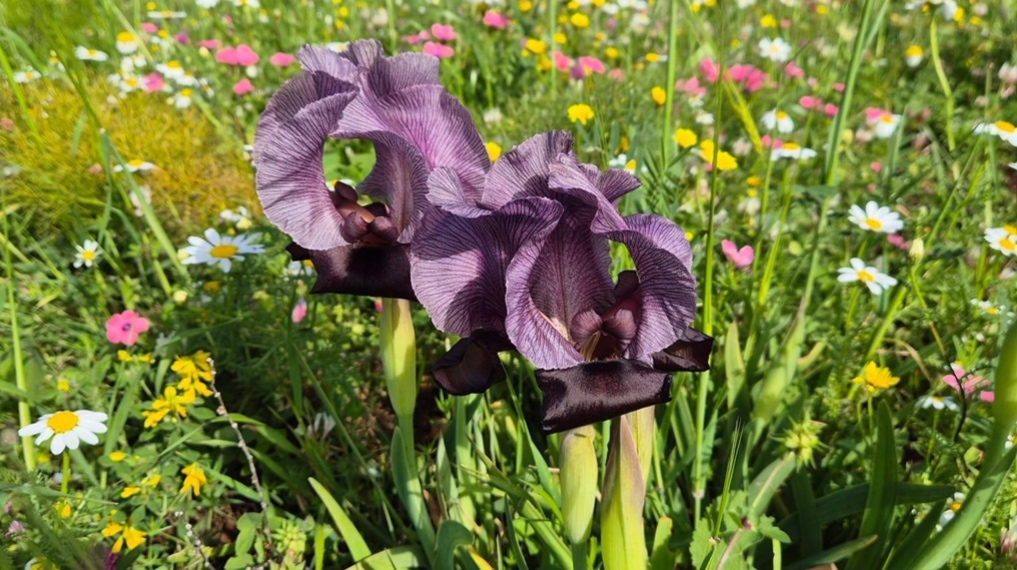 איריס הגלבוע בפריחה בהר ברקן בגלבוע