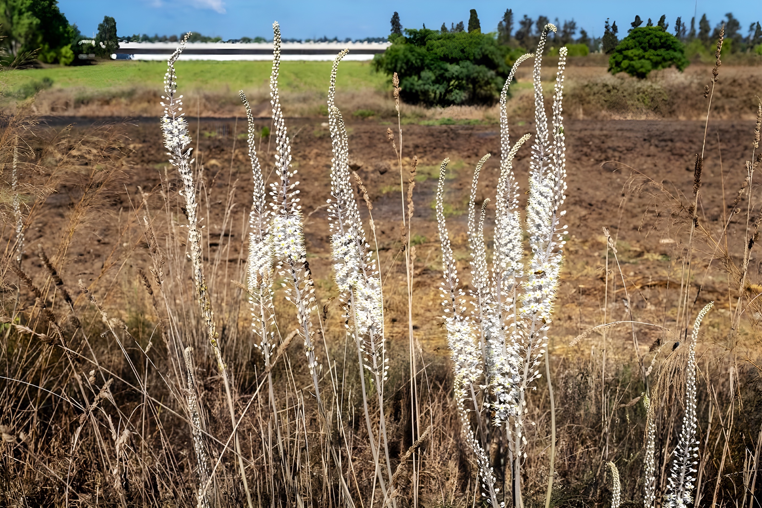 תל חפר - פריחת חצבים