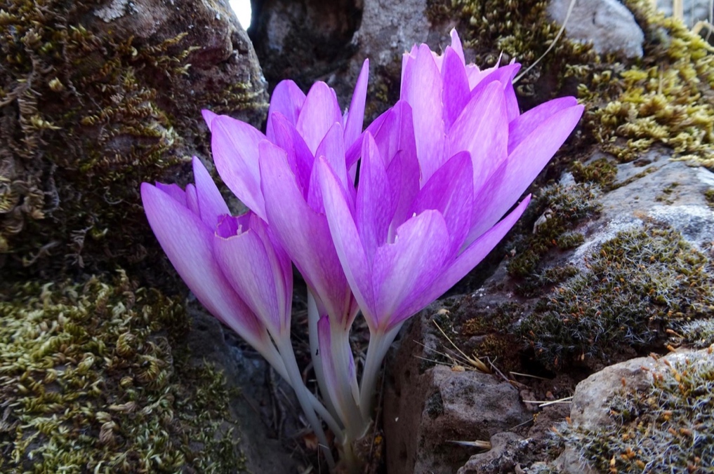 הסתיו כבר כאן ופורח במלוא יופיו: סתווניות התשבץ פורחות עכשיו בשמורת רכס בשנית/חזקה ברמת הגולן