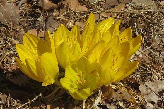 החלמוניות הראשונות פורחות: פריחה של חלמוניות בשמורת רכס בשנית/חזקה ברמת הגולן