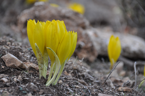 החלמוניות הראשונות פורחות: חלמוניות בשביל הפסגה בהר מירון