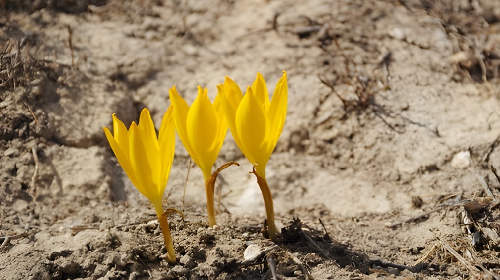 חלמוניות הר אדמון