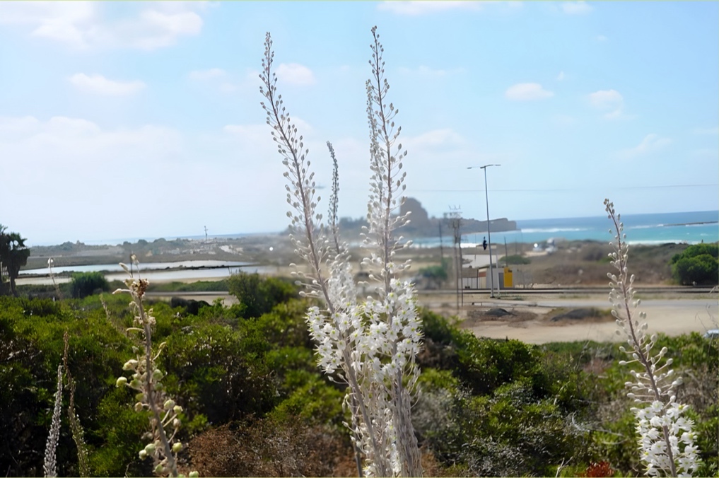 חצבים על רקע מצודת עתלית