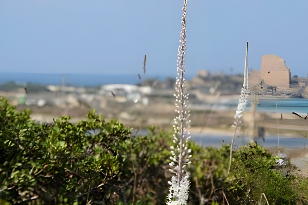 חצבים על רקע מצודת עתלית