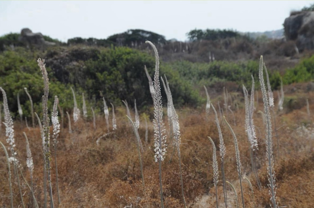 חצבים פזורים למרגלות המצודה