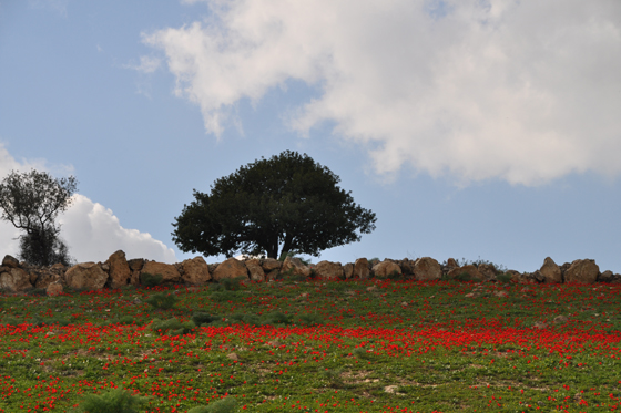 כלניות בפריחה בגבעות אמציה - חבל לכיש