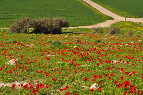 כלניות בפריחה במורד גבעת חורבת גד - חבל לכיש