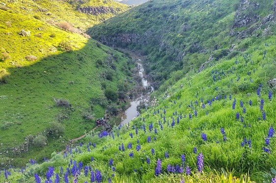 נחל תבור פריחה - הפנינה של הגליל התחתון: תורמוסים בפריחה על המדרונות המוריקים ועל רקע זרימת נחל תבור