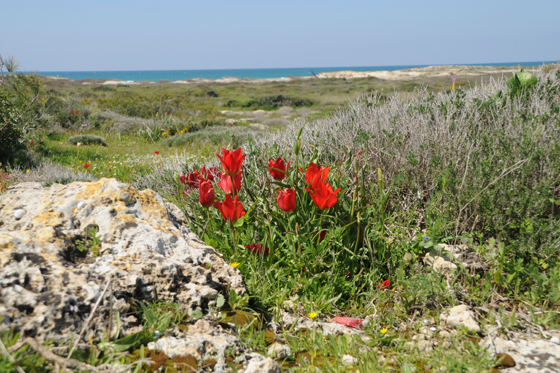 צבעונים פורחים בין השיחים בגבעת הפריחה בשמורת הבונים - מישור החוף הצפוני