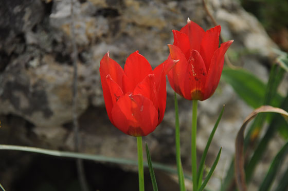 צבעונים בפריחה ברמת הנדיב - הכרמל
