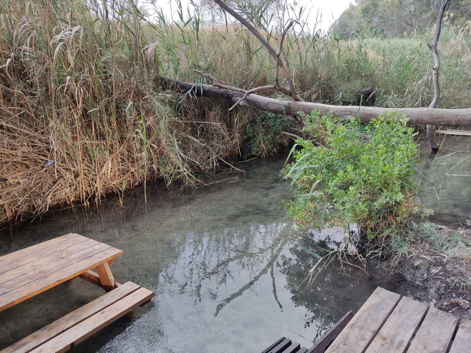 בריכת שכשוך בחלקו העליון של נחל אבוקה - עמק בית שאן/המעיינות