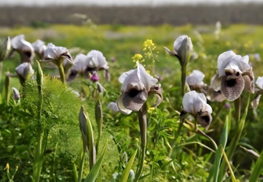 איריס הגולן בפריחה על מבנה קבר אבו מרזוק - צפון רמת הגולן