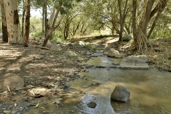 פלגי מים בנחל יבנאל