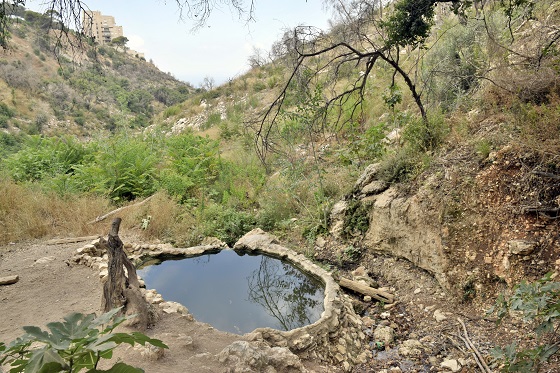 המעיין עין אחוזה בחיפה - כרמל