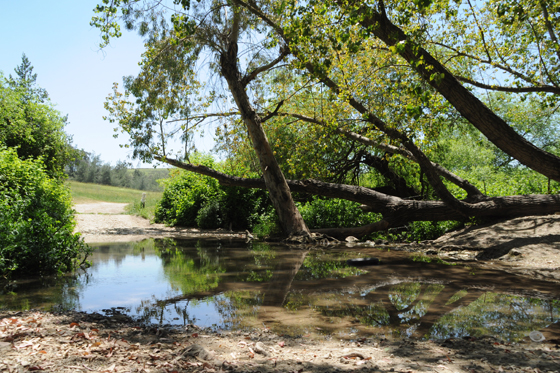 עין מחוללים