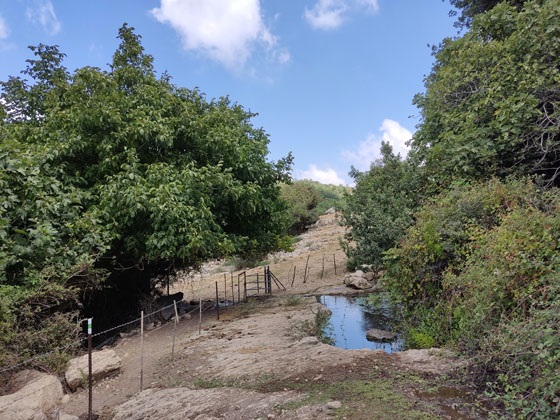 מעיין נריה: עיינות נריה - נביעות בערוצו היפהפה של נחל מורן