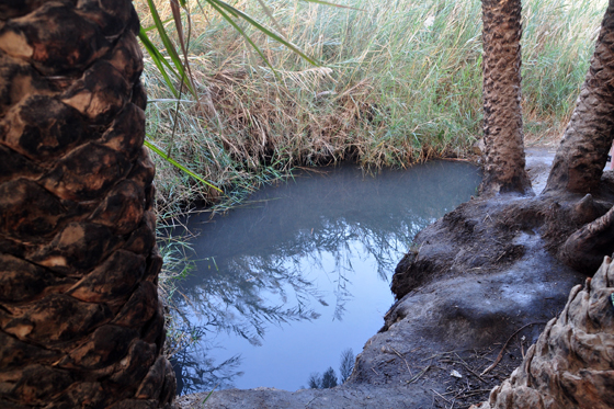 נחלים ומעיינות במדבר: עין פלוטית, מעיין האהבה הנסתר בצפון הערבה