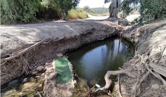 בריכת האיקליפטוס בנחל ירמות