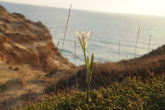 חבצלות החוף בפריחה בשמורת חוף השרון, געש