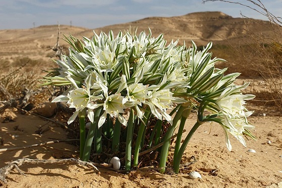 הסתיו כבר כאן ופורח במלוא יופיו: חבצלות הנגב פורחות עכשיו בממשית ובמישור ימין בנגב - זר חבצלת הנגב מרשים במיוחד במישור ימין