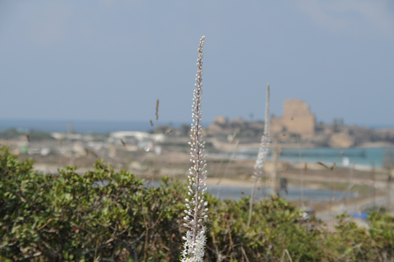 חצבים על רקע מצודת עתלית