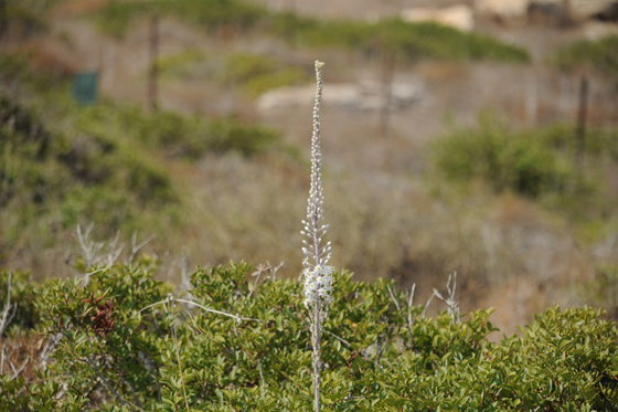 חצב בין השיחים למרגלות החורבה