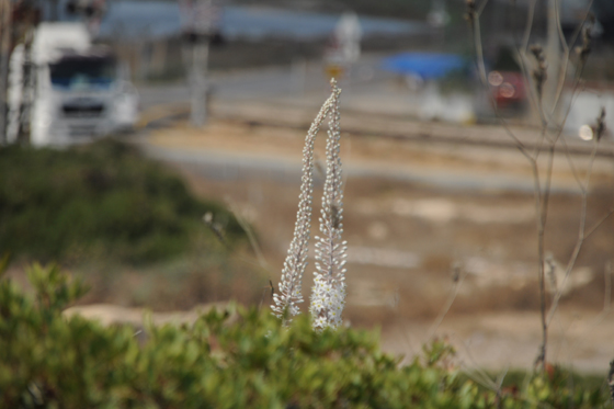 צמד חצבים למרגלות החורבה