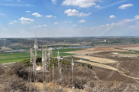 החצבים הראשונים פורחים עכשיו: פריחת חצבים במדרונות יער צרעה
