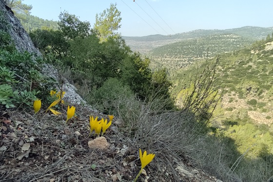 החלמוניות הראשונות פורחות: חלמוניות נחל קטלב