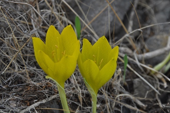 חלמוניות מבוא חמה
