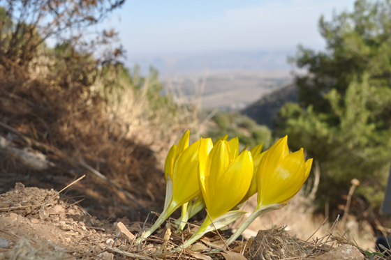 חלמוניות נחל ראש פינה