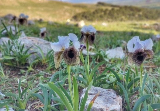 איריס נצרתי בפריחה בגבעת המורה בגליל תחתון