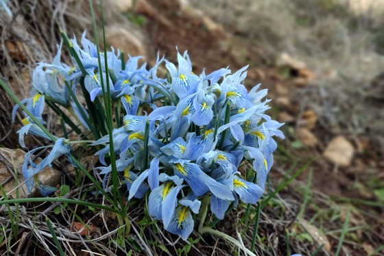 פרחי איריס הסרגל בפריחה סמוך למצפה נפתוח - הרי יהודה