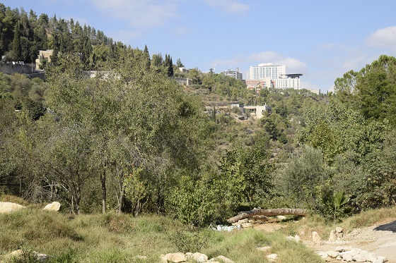 מראה הנוף מבוסתן עין כרם