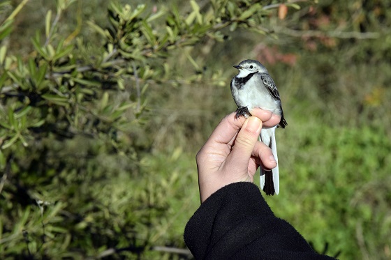 הטבעת ציפור בתחנה לחקר ציפורי ירושלים