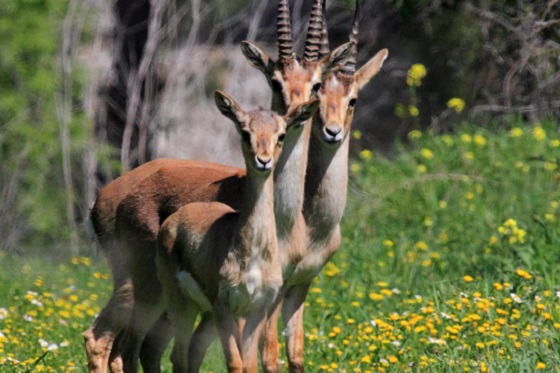 טבע עירוני בירושלים - צבאים בפארק עמק הצבאים בירושלים