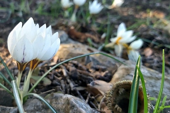 פריחת כרכומים בהר הדרבי בגליל. תחתון סמוך לעודפת