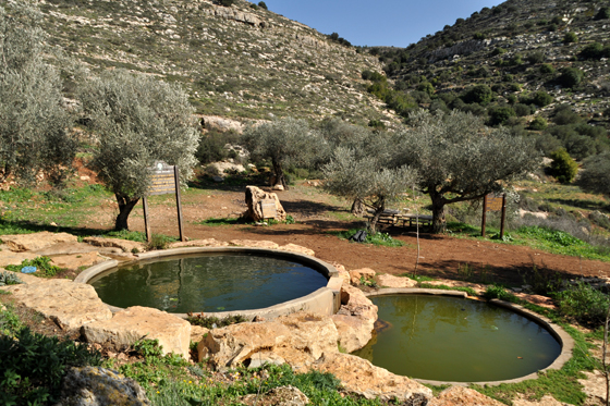 בריכות מעיין הגבורה בשומרון