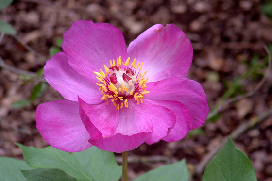 אדמונית החורש בהר הלל