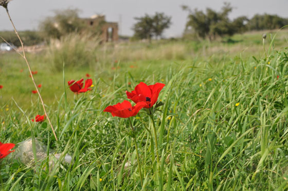 כלניות בפריחה במאוזוליאום מזור - מישור חוף השפלה