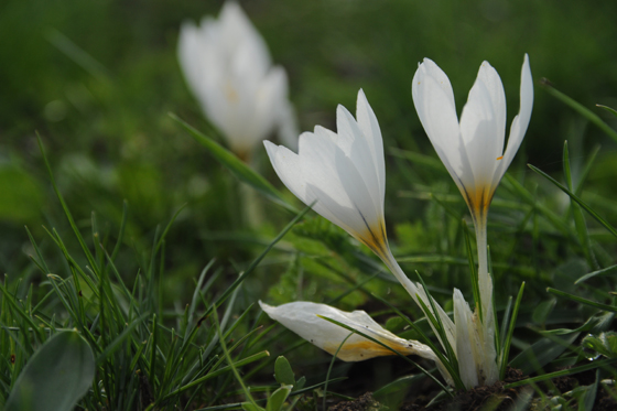 כרכומי גיארדו במושב דלתון