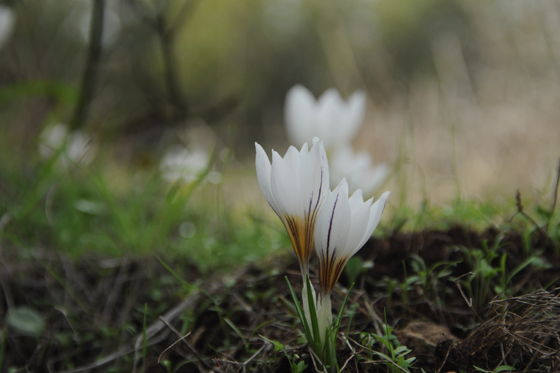 פריחת כרכומי גיארדו במלכישוע בגלבוע