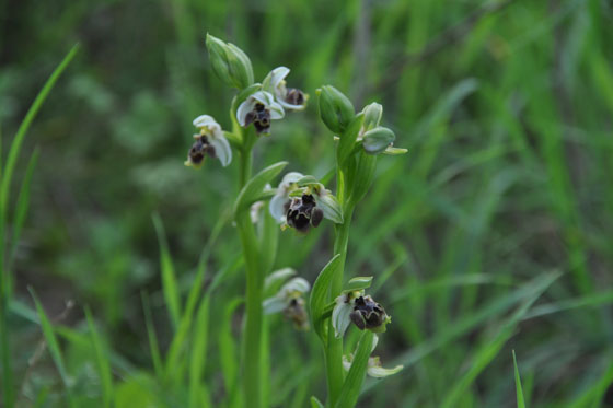 דבורניות דינסמור בנחל גרר בנגב המערבי - דרום אדום