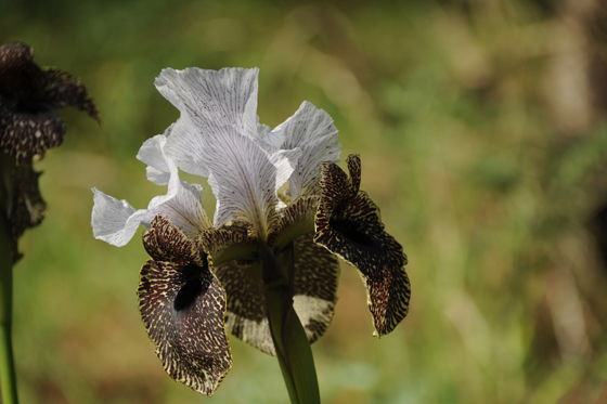 איריס נצרתי בפריחה בהר יונה - הגליל התחתון