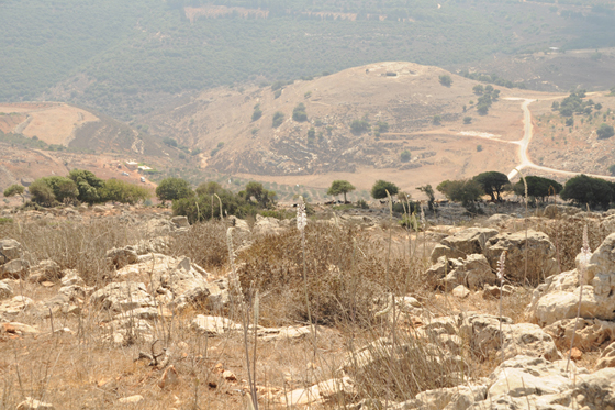 חצבים פורחים בהר השאבי מול יודפת